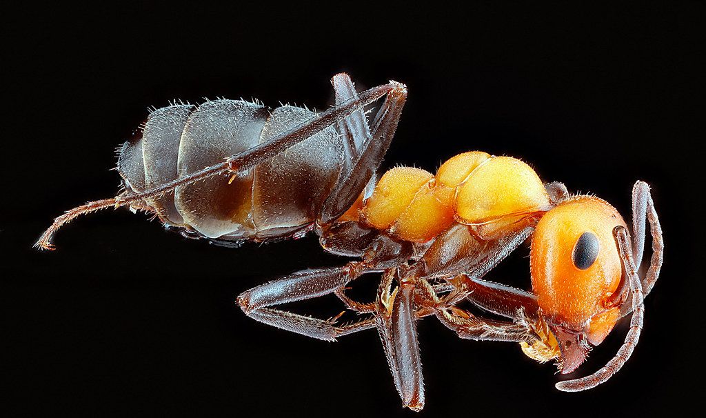 Ant Control service in O'Fallon, MO