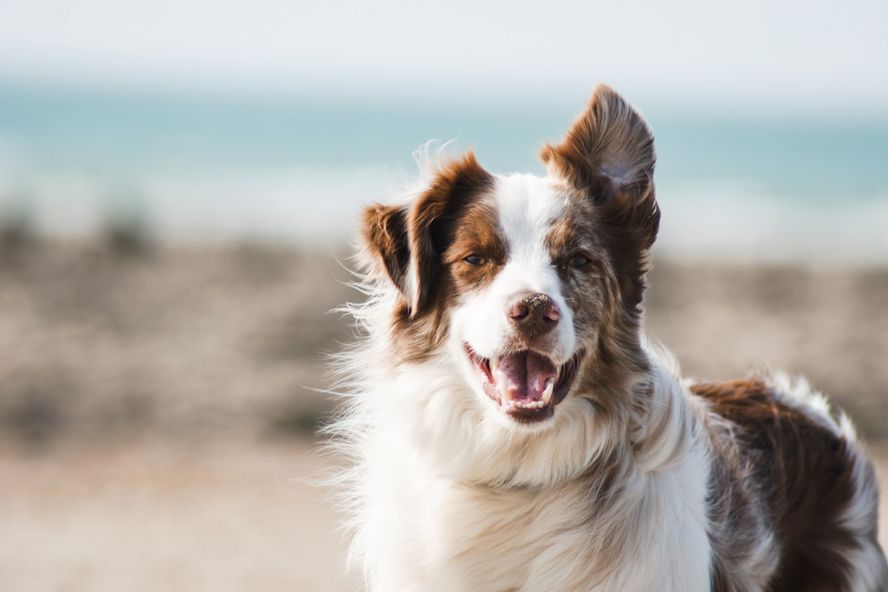 Flea & Tick Control service in O'Fallon, MO