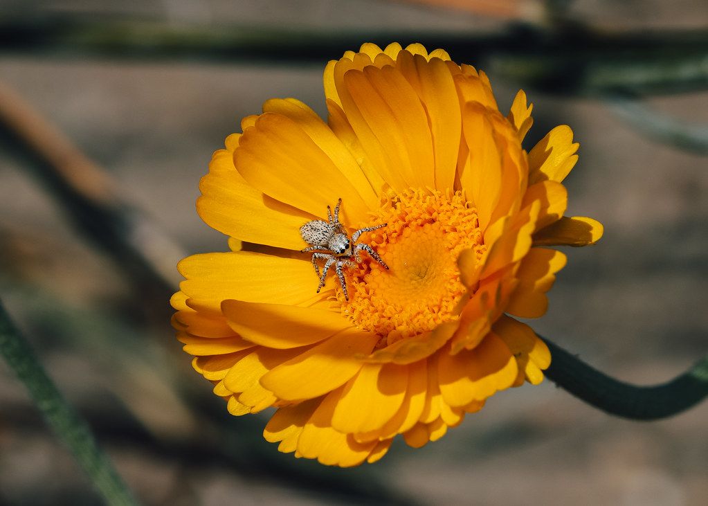 Spider Control service in O'Fallon, MO